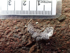 Phasianus colchicus