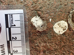 Phasianus colchicus