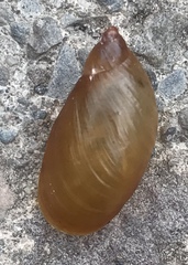 Oxyloma retusum
