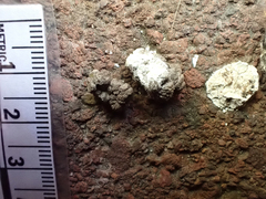 Phasianus colchicus