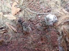 Phasianus colchicus