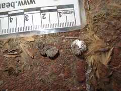 Phasianus colchicus