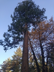 Calocedrus decurrens