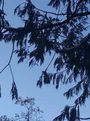 Calocedrus decurrens