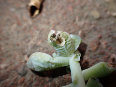 Phasianus colchicus