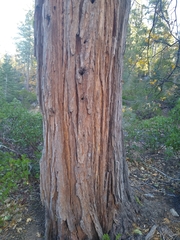 Calocedrus decurrens
