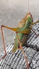 Orchelimum pulchellum