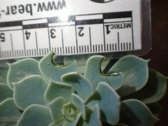Phasianus colchicus