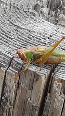 Orchelimum pulchellum