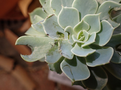 Phasianus colchicus