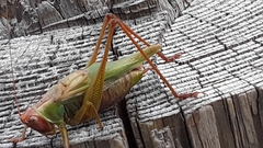 Orchelimum pulchellum