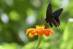 Parides montezuma