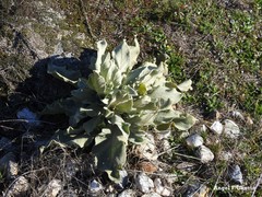 Verbascum rotundifolium
