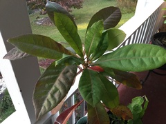 Franklinia