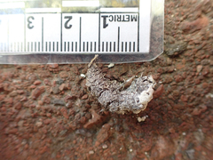 Phasianus colchicus