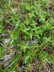 Veronica chathamica