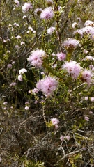 Kunzea capitata