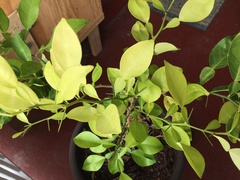Citrus cavaleriei