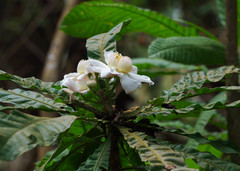 Gustavia angustifolia