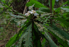 Gustavia angustifolia