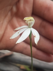 Caladenia gracilis