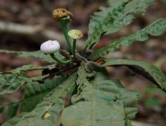 Gustavia angustifolia