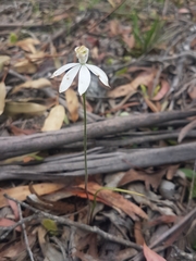 Caladenia gracilis