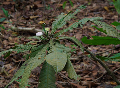 Gustavia angustifolia