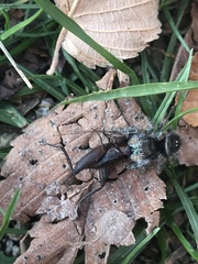 Phidippus audax