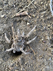 Cyrtopholis portoricae