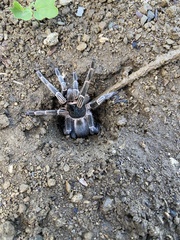 Cyrtopholis portoricae