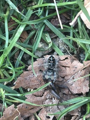 Phidippus audax