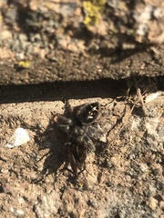 Phidippus audax