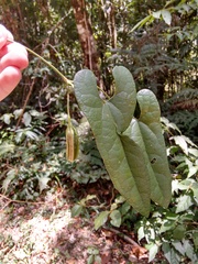 Aristolochia arcuata