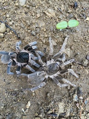 Cyrtopholis portoricae