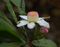 Gustavia angustifolia