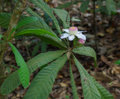 Gustavia angustifolia