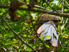 Ortalis erythroptera