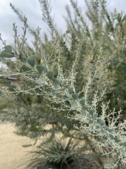 Acacia podalyriifolia