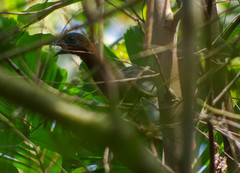 Ortalis erythroptera