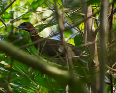 Ortalis erythroptera