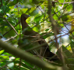 Ortalis erythroptera
