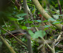 Ortalis erythroptera