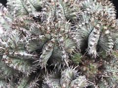 Euphorbia horrida