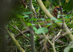 Ortalis erythroptera