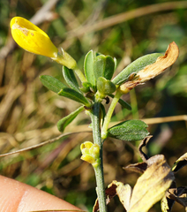 Cytisus procumbens
