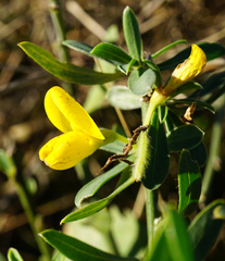 Cytisus procumbens