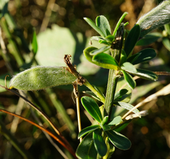 Cytisus procumbens