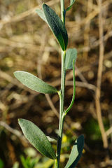 Cytisus procumbens