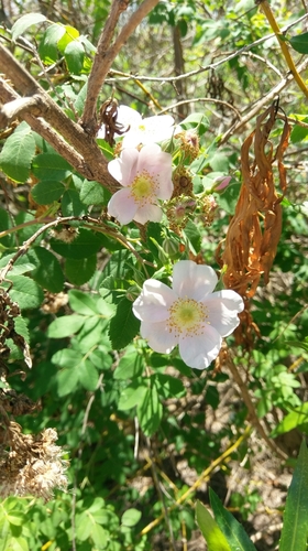 iNaturalist observation photo of California Wild Rose